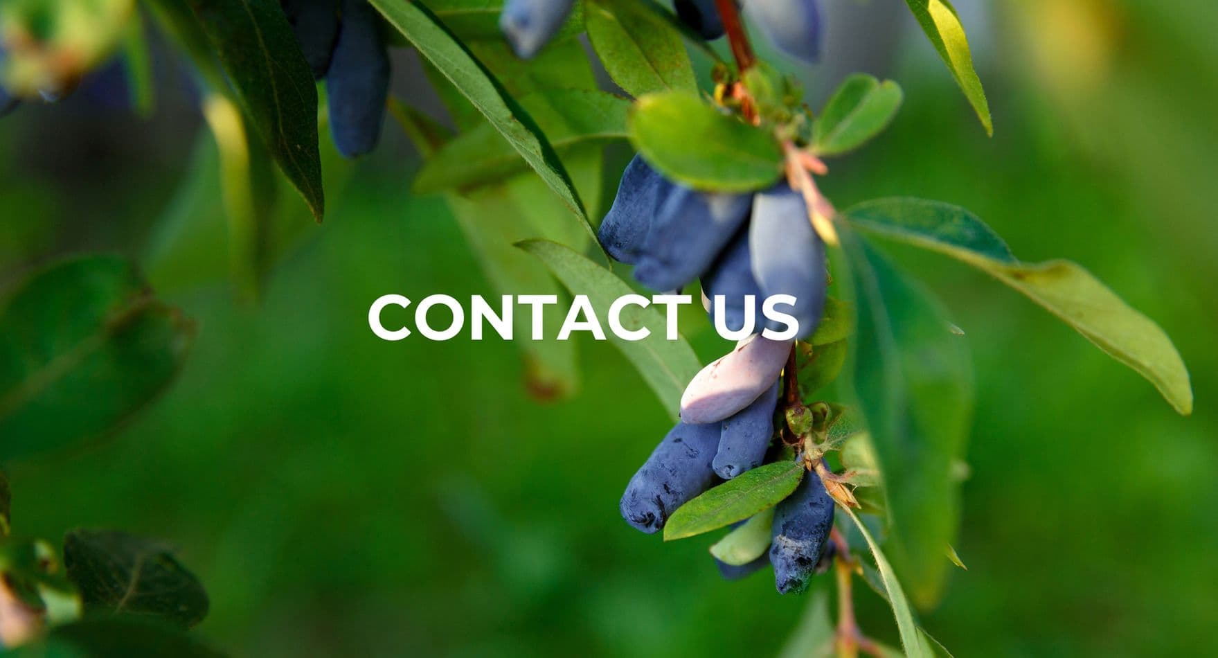 Contact Phyto Extract Lab