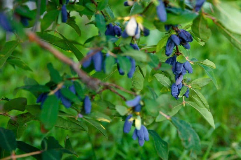 Haskap berries the cold hardy superfood